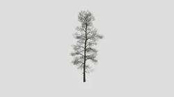 Conifer Tree Black And White