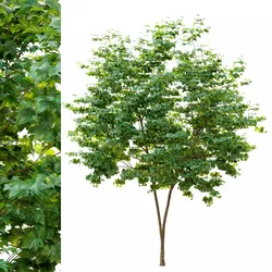 maple tree