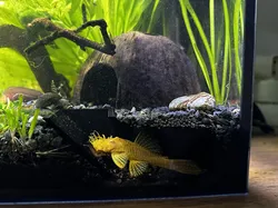 Aquarium viewing cave