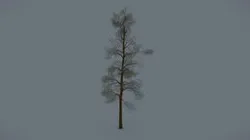 Conifer Tree