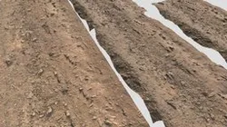 Forest Road Rocks Scan Tileable