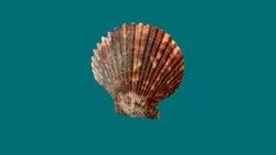 Flat seashell
