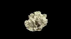 Fossilized coral