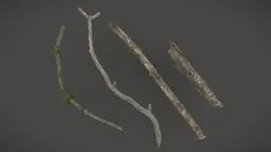 Collection of Forest Branches