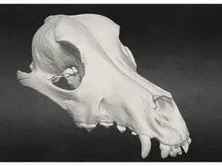 Dog Skull & Jaw