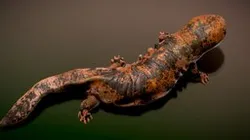 Japanese Giant Salamander