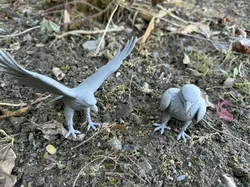 Eagles, sitting, with wings spread
