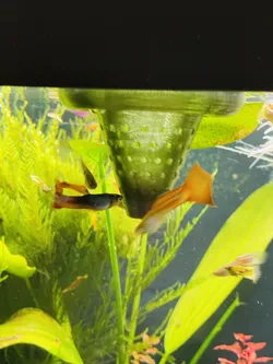 Fish and Shrimp Floating Feeder for aquarium