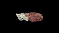 Red coral