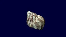 Seashell