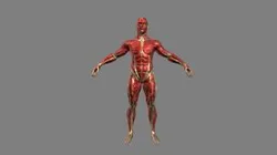 TECG_284_Dupont_william_Anatomy