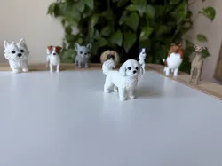 Coton de Tulear