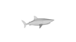 Great White Shark – High-Detail