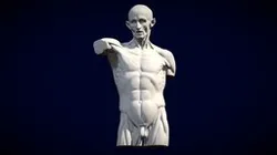 Écorché Torso Houdon