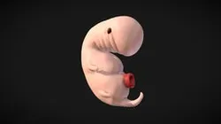4 Weeks Human embryonic (baby stages)