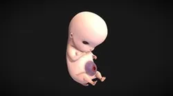 6 Weeks Human embryonic (baby stages)