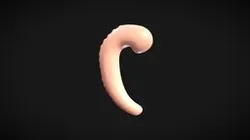 Early fetal Development Human embryonic