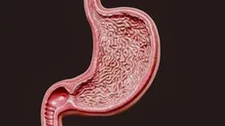 Human Stomach - Cross-Section