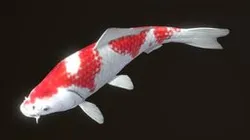 Koi — Kohaku (ver.2)