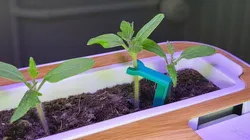 Small plant holder