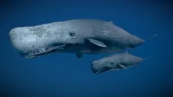 Sperm Whale