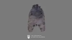 Ammonite Fragment