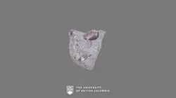 Bivalve Fossils