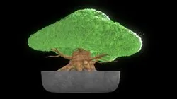 Bonsai tree