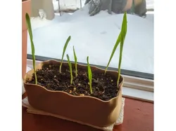 Windowsill planter - Shallow - Rectangular