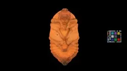 CC0 カブトムシ 蛹 ♀ Japanese Rhinoceros Beetle, Pupa