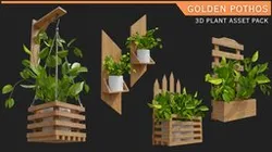 Indoor Plants with Pots: Golden Pothos