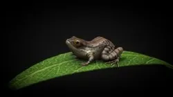 Titi the chill frog