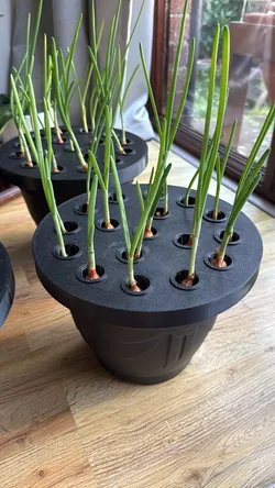 Regrow Green Onions at Home  | Easy 3D Printed Holder