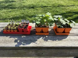 Seed Starting Trays and Transplant Spike