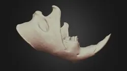 Castor canadensis (Beaver) Mandible