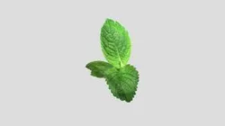 Mint with lebel