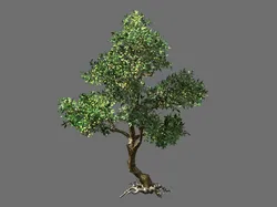 osmanthus tree-shrub-vine-grass-fern-alga 1