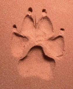 Paw Print