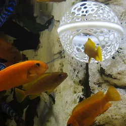 Floating fish cave