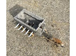 Orc Battle Wagon