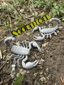 Scorpion, scorpion with claws