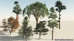 Trees 9