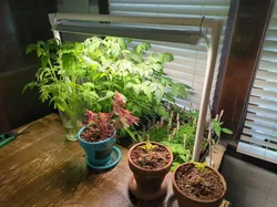Adjustable Height Grow Light Stand