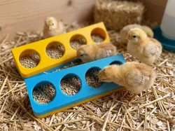 Chick feeder – designed especially for young chicks