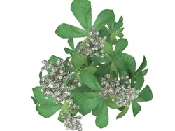 rodgersia