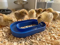 Chick waterer