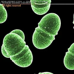 enterococcus