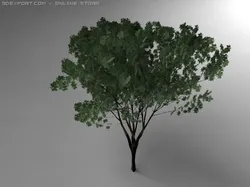 keyaki tree