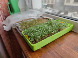 Microgreens hydroponic planter pot.