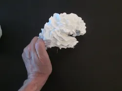 Brain Hemisphere White Matter of the Right Full-Scale 3D print model